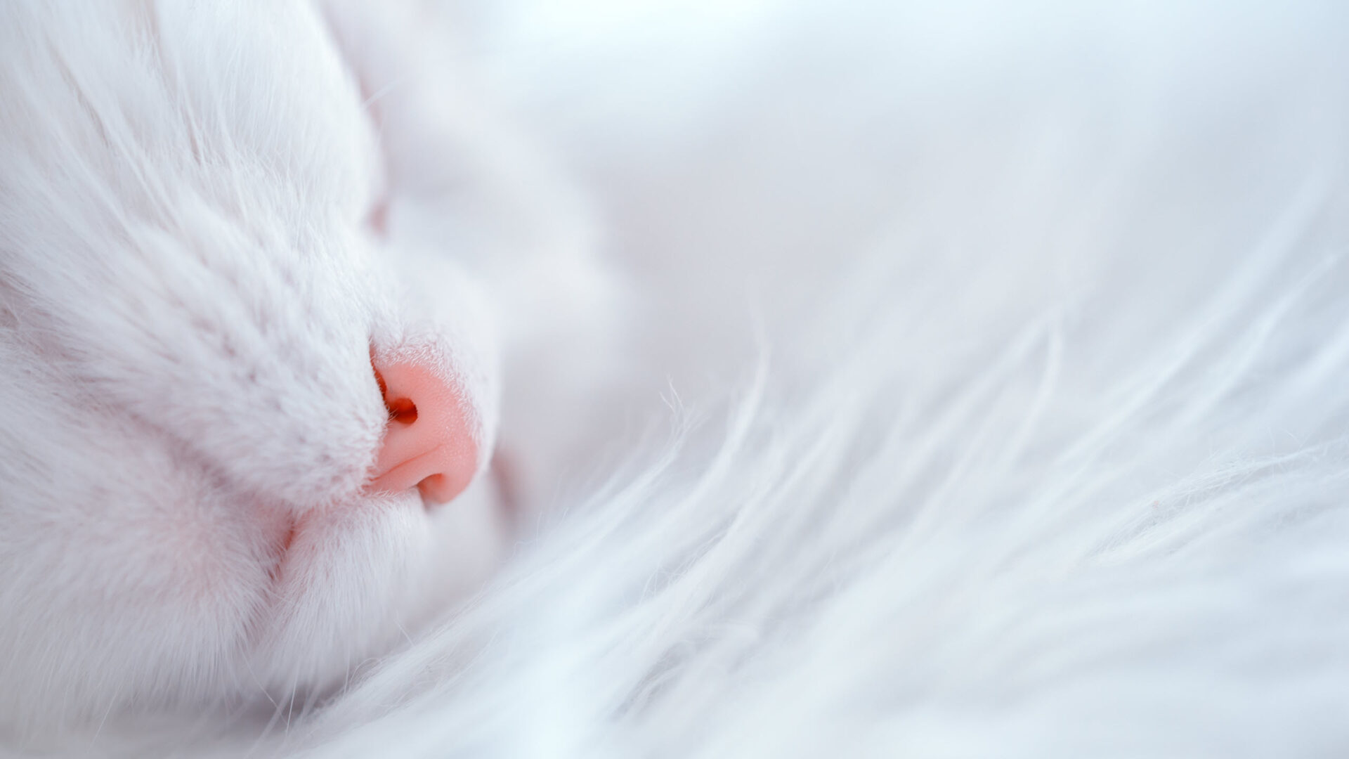 Hình nền mèo trắng