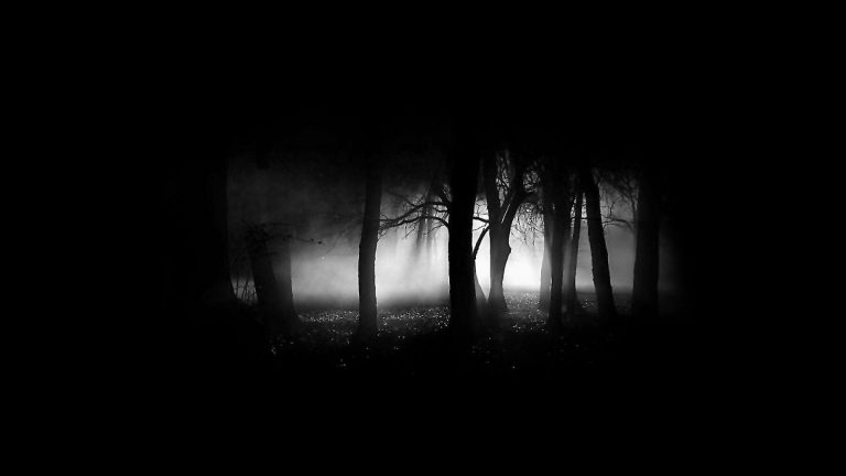Khu rừng tối huyền ảo