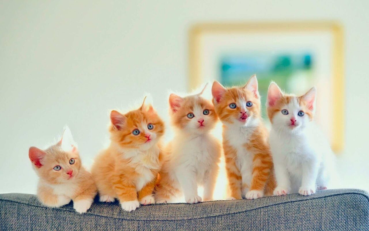 Siêu Thị Ống Hơi Dây Hơi Máy Nén Khí