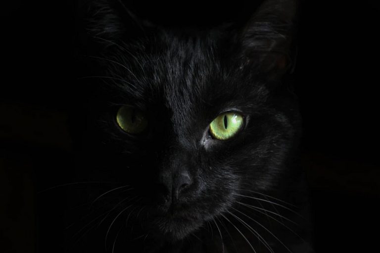 Khuôn mặt chú mèo ẩn hiện trong bóng tối